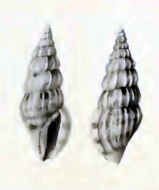 <i>Horaiclavus madurensis</i> Species of gastropod