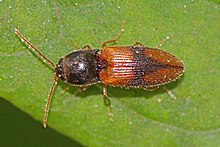 Horistonotus curiatus Klik Kumbang - Mason Leher State Park, Lorton, Virginia.jpg