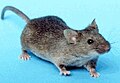 Ratón (Mus musculus)