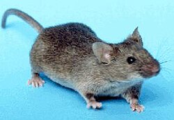 Миша хатня (Mus musculus)