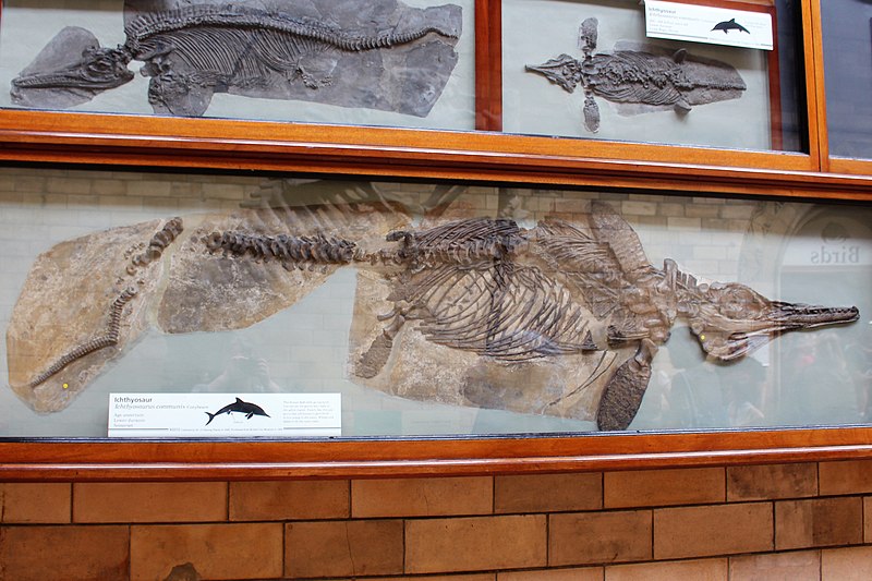 File:Hul - Ichthyosaurus communis - 2.jpg