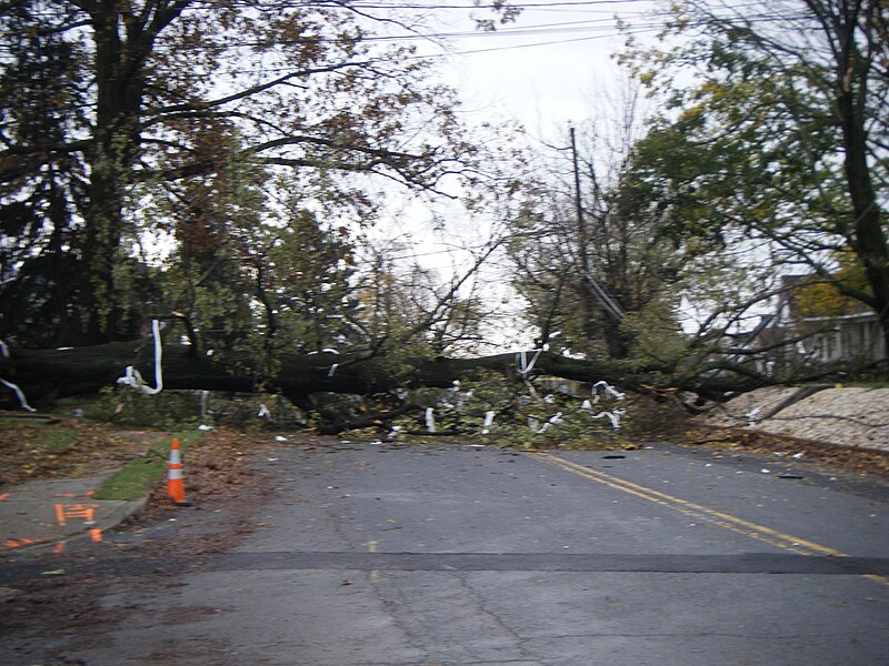 File:Hurricane Sandy downed tree Kutztown PA.jpg