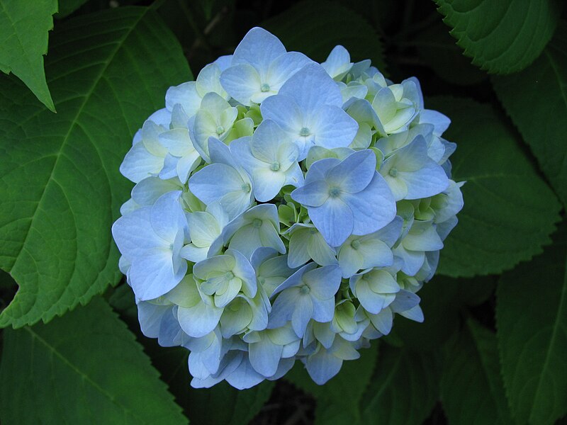 File:Hydrangea macrophylla 'Endless Summer' in NH.jpg