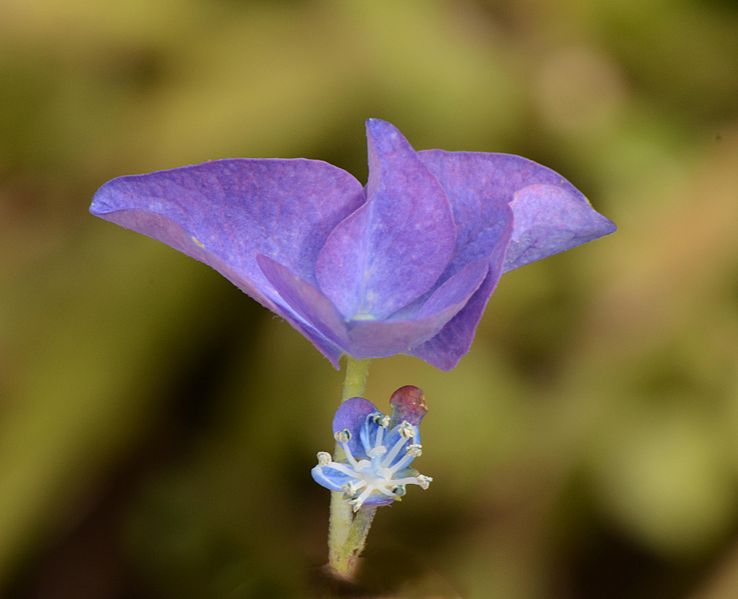 File:Hydrangea macrophylla fleurs.jpg