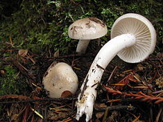 Hygrophorus agathosmus 70328.jpg