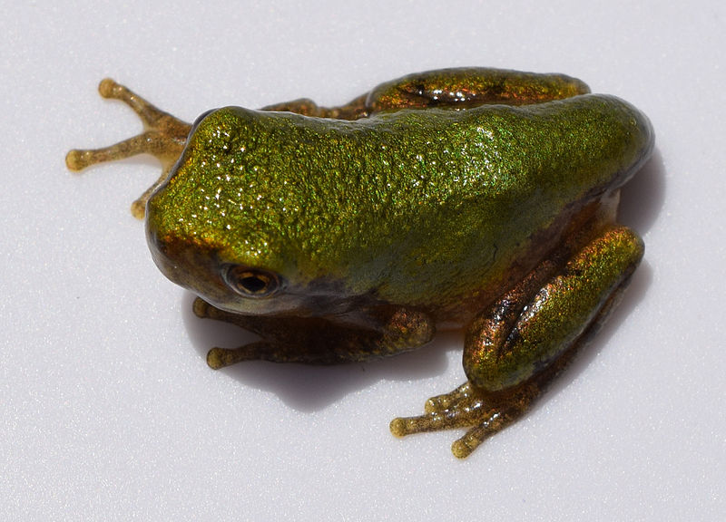 File:Hyla chrysoscelis metamorph 2.jpg