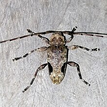 Hylettus seniculus 130789601.jpg