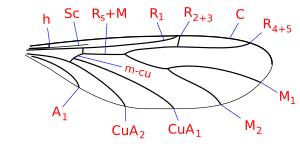 Veines de l'aile hyperoscelis.svg