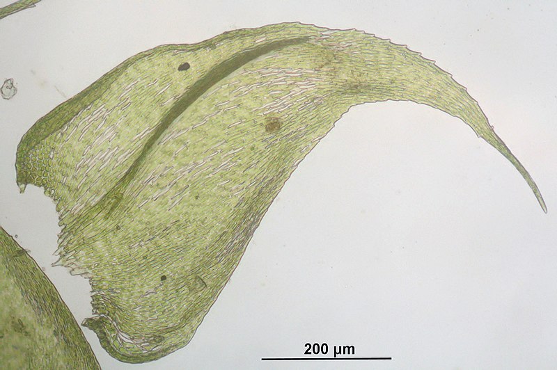 File:Hypnum pallescens (b, 144832-474711) 6709.JPG