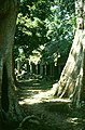 Angkor: Ta Prohm