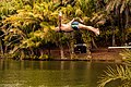 * Nomination: a man jumping to swim in a river in Tanzania (by Ronyyz) --Adoscam 15:12, 10 January 2022 (UTC) * Review WB seems a bit off (too yellow). Should be fixable --MB-one 13:49, 16 January 2022 (UTC)