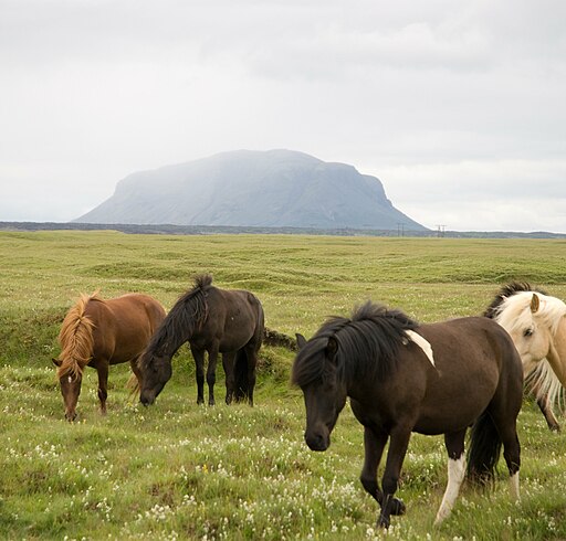 a herd of Icelandic horses on a grassy plain with a large rocky hill in the background