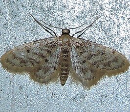 Idaea bonifata