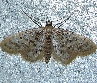 <i>Idaea bonifata</i> Species of moth