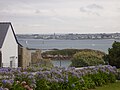 Île de Batz : agapanthes et à l'arrière-plan Roscoff 1