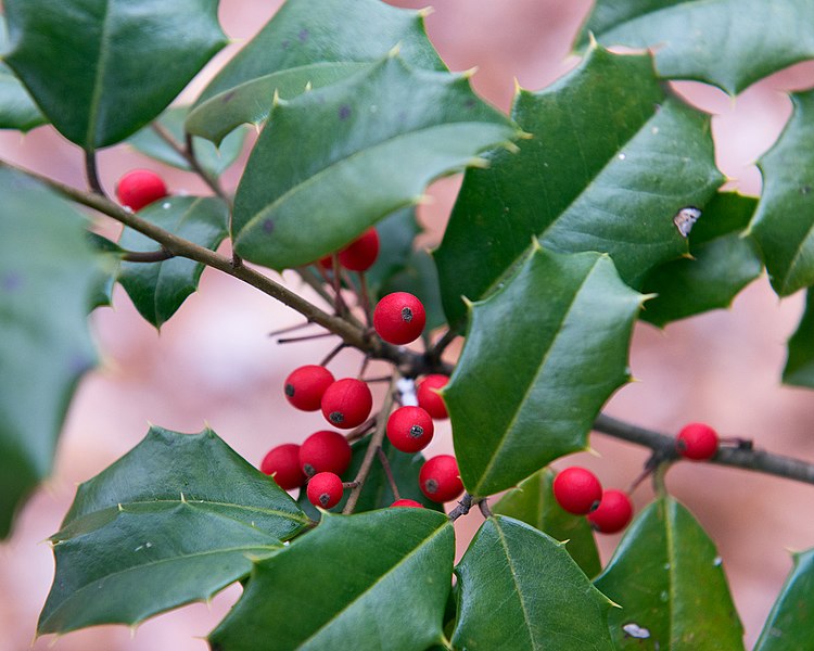 File:Ilex opaca 'Miss Butler' (Cultivar of American Holly) (31953982266).jpg