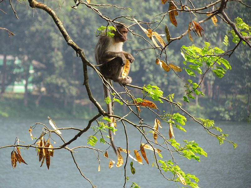 File:Indian Monk 01.jpg