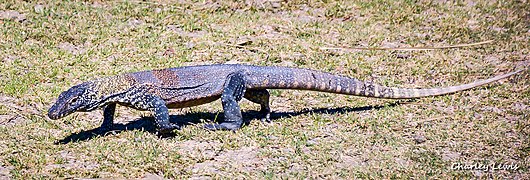 Juvenile Komodo Dragon, Rinca Island