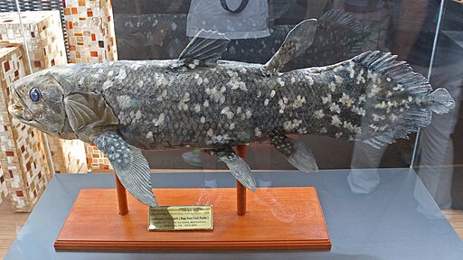Indonesian coelacanth, Expo 2015