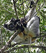 Indri Indri.jpg