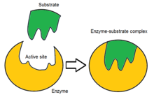 Catabolic and anabolic reaction difference