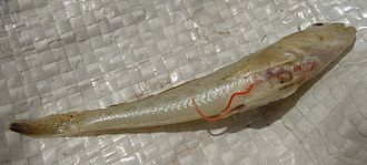 Monkey goby infected with the larvae of nematodes Eustrongylides excisus, Dniester Estuary, Ukraine Infected goby.jpg