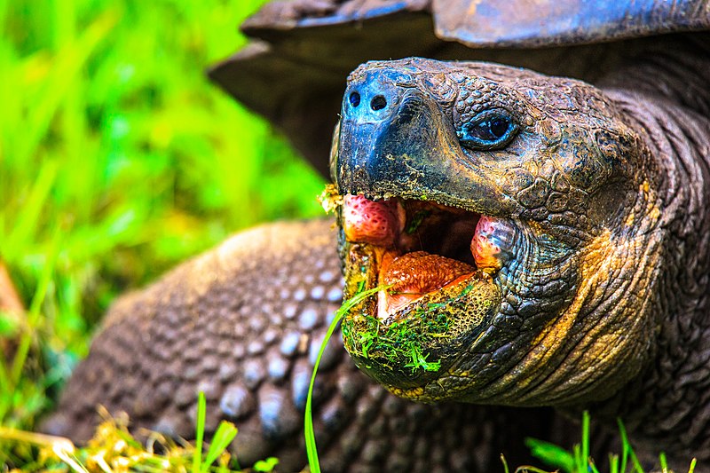 File:Inside the Tortoise Reserve on Santa Cruz, Is - Galapagos (Giant) Tortoise (Geochelone elephantopus) (Testudinidae) - up to 250 kg - (16472380557).jpg