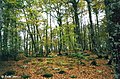 Sous-bois de la forêt d'Iraty Irati (Soule).