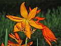 Mombreżja Crocosmia x aurea