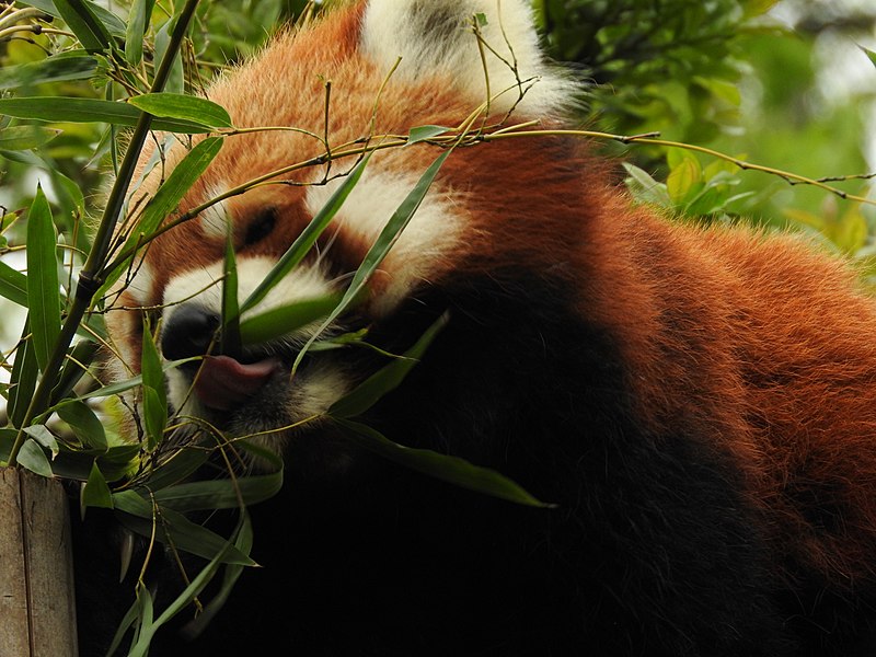 File:Ishikawa Zoo - Animals - 44 - 2016-04-22.jpg