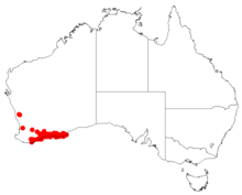 Isopogon polycephalusDistMap28.png