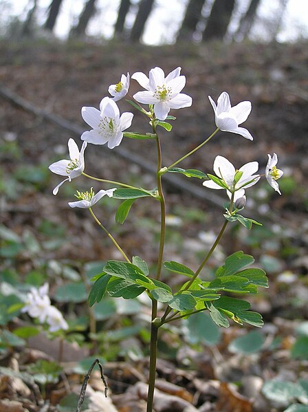 File:Isopyrum thalictroides1.JPG