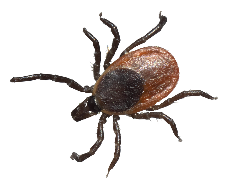 File:Ixodes scapularis P1170301a (white background).png