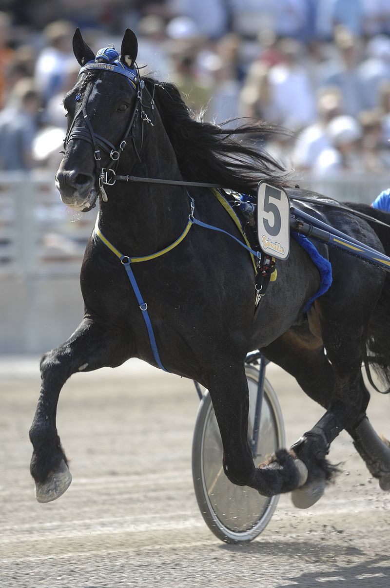 Le “Black horse” entre dans la course