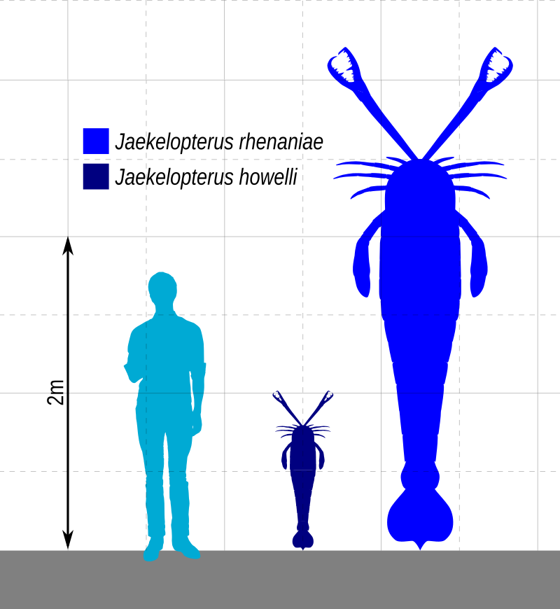 jaekelopterus