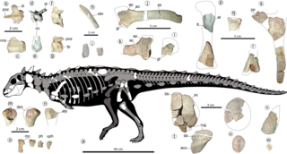 <i>Jakapil</i> Extinct genus of dinosaurs