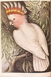 Chromolithograph from A Monograph of the Psittacidae by J.J. Halley