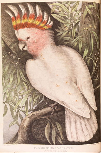 File:James Whitley Sayer - Leadbeaters Cockatoo, Plyctolophus leadbeateri - Google Art Project.jpg