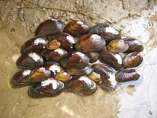 James River spinymussel species of mollusc