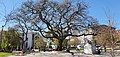 מכנף נאה בשלכת מתפרס לרוחב בגן רוקה גאמיירו (פור') בליסבון בגובה פני הים ולצידו "בהגה" - פסל מאת פרנסיסקו דוס סנטוס (פור')