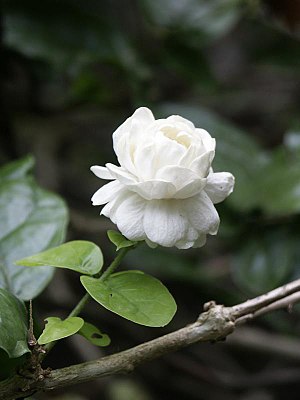 Jasminum sambac 'Grand Duke of Tuscany'.jpg