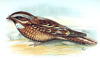 <span class="mw-page-title-main">Donaldson Smith's nightjar</span> Species of bird