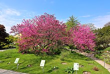 Blooming Judas trees (Cercis siliquastrum) next to the main entrance Judasbaum - Botanischer Garten in Wien.JPG