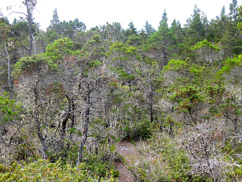 File:Jug Handle Ecological Staircase Pygmy Forest (5063026514).jpg