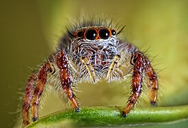 Jumping spiders (Salticidae)