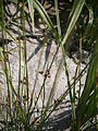 Juncus filiformis