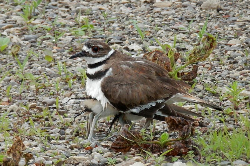 File:Juvenile Killdeer (Charadrius vociferus) Hiding Under Adult 01.jpg