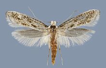 Kessleria orobiae female.jpg