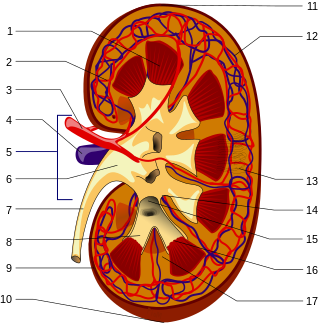 <span class="mw-page-title-main">Nephrology</span> Medical study concerned with the kidneys