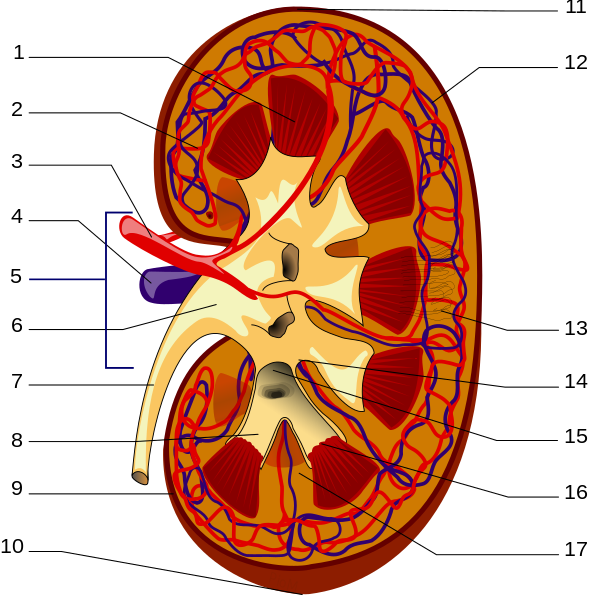 File:KidneyStructures PioM.svg